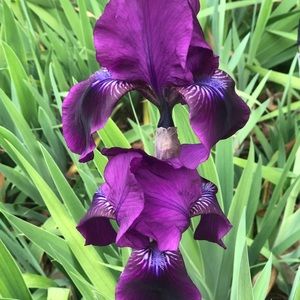 Meet your Posher, Tami